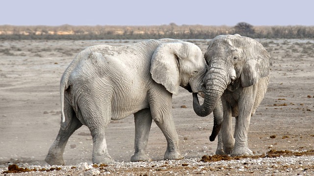 Namibia