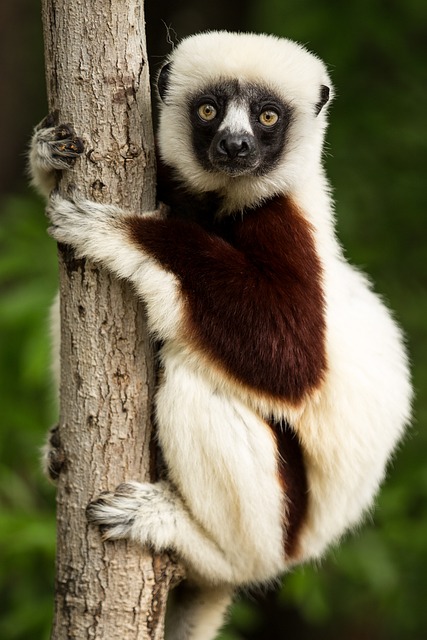 Madagascar