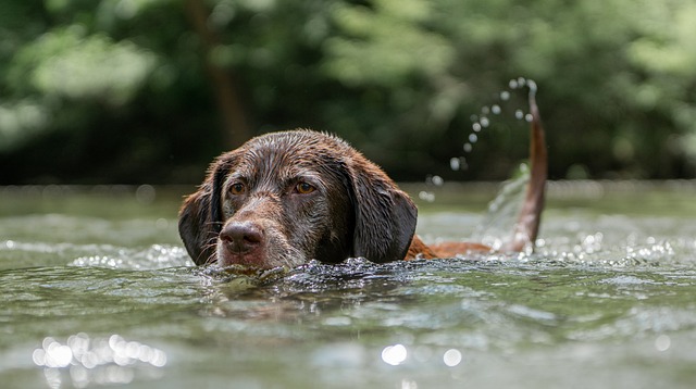 Top Pet-Friendly Airbnbs Across America