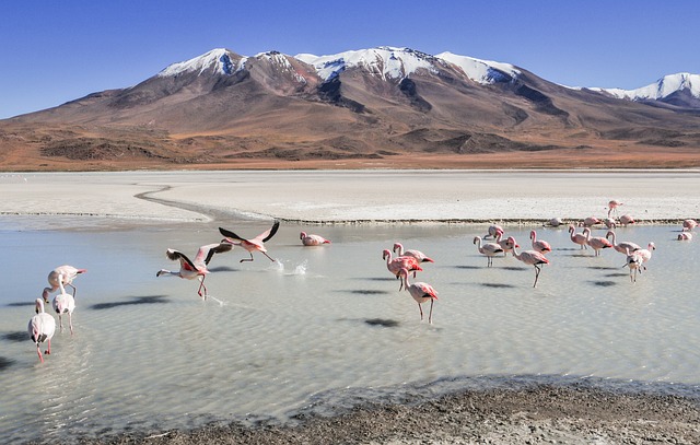 Exploring Bolivia's Salt Flats: A Memorable Family Road Trip through the Wild Andes