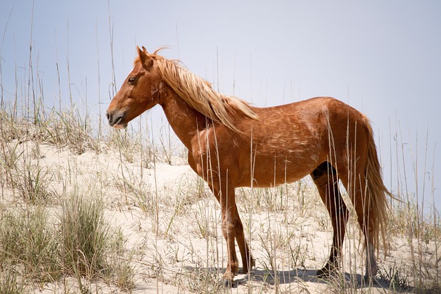 Top 14 Outer Banks Vacation Rentals in 2023