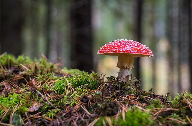 Starting a Fire Using Fungus