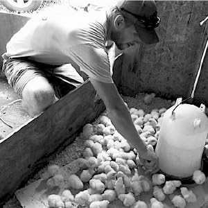 feeding chicks