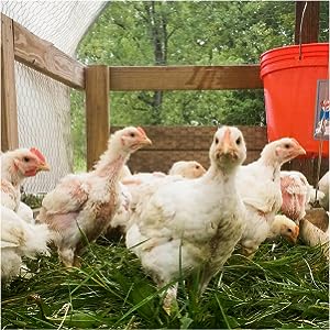 chickens in chicken tractor