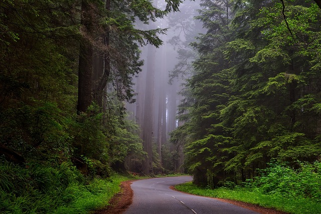 redwood sightseeing tours