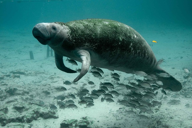 manatee sightseeing and wildlife adventures