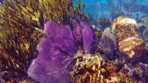 Coral reef diving in Belize