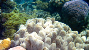 Snorkeling at Belize Barrier Reef