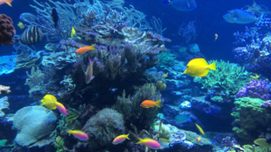 Vibrant fish and corals at the Belize Barrier Reef