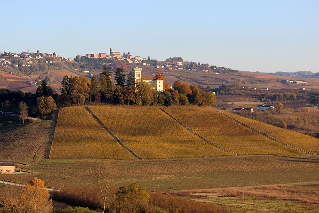 Evaluating Barolo Vintages from the 2000s